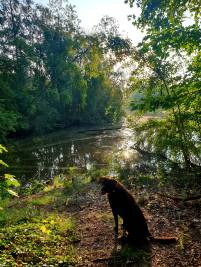 Hund am nahegelegenen See