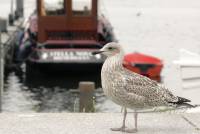 seagull-3738026_1920